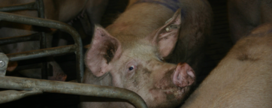 EU exporteerde 5% minder varkensvlees in 2014