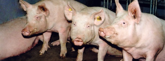 Varkensconcept Porc d’Or blijkt succes