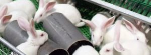 Databank antibioticaregistratie konijnen
