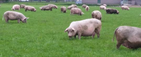 Antibioticagebruik bij varkens kan teruggedrongen worden