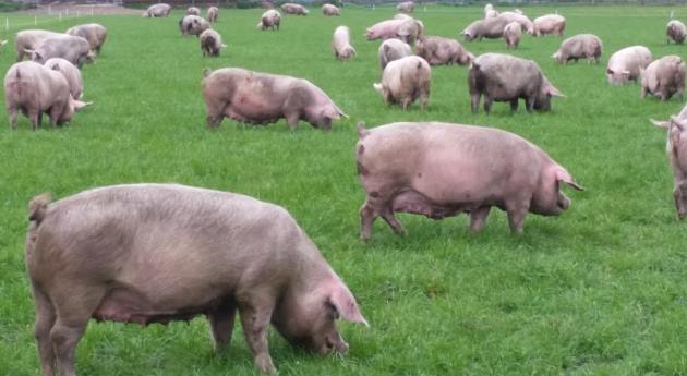 Antibiotica varkens terugdringen - Producert.nl
