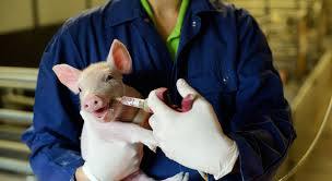 Antibiotica varkens toedienen - Producert.nl