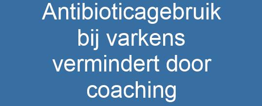 Antibioticagebruik bij varkens vermindert door coaching