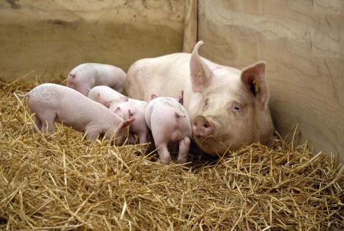 Welzijnsnormen productievoorwaardenreglement IKB Nederland Varkens