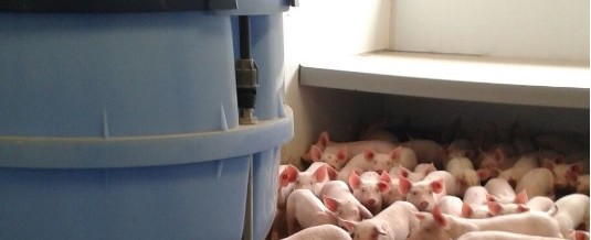 Nieuwsbrief 8 – 2017