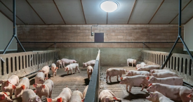 Nieuwsbrief IKB Nederland 4 – 2025